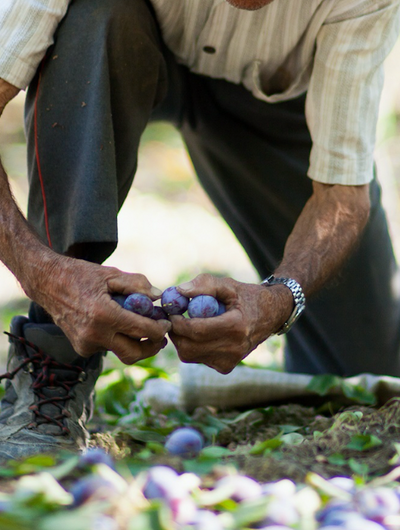 Pearl by Par Olive Kakadu Plum